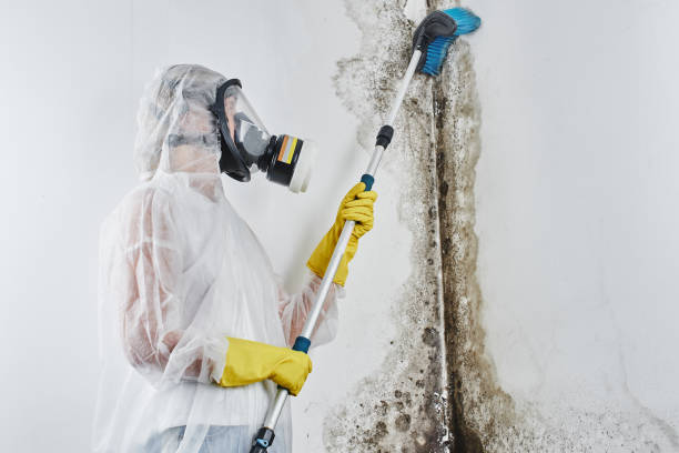 Professional Mold Removal in Mechanicstown, NY