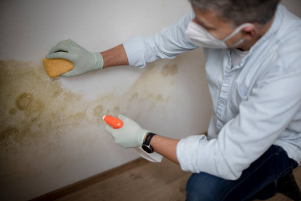 Best Toxic Mold Removal  in Mechanicstown, NY