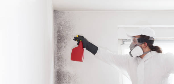 Best Commercial Mold Removal  in Mechanicstown, NY