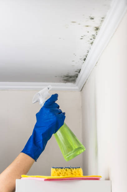 Mold Removal and Inspection in Mechanicstown, NY