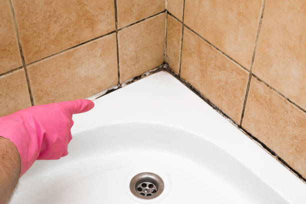 Best Mold Removal Near Me  in Mechanicstown, NY